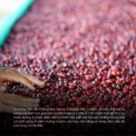 ca-phe-arabica-dac-san-viet-nam