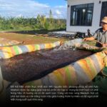 ca-phe-arabica-dac-san-viet-nam