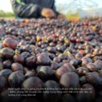 ca-phe-robusta-dak-lak