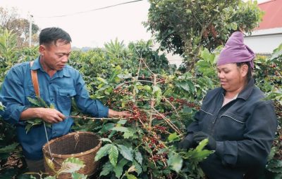 arabica-dac-san-viet-nam