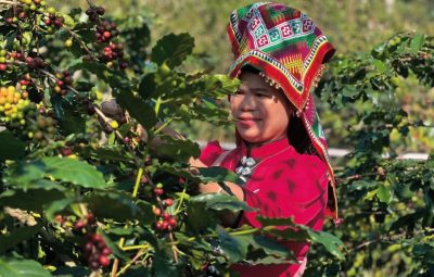 arabica-dac-san-viet-nam