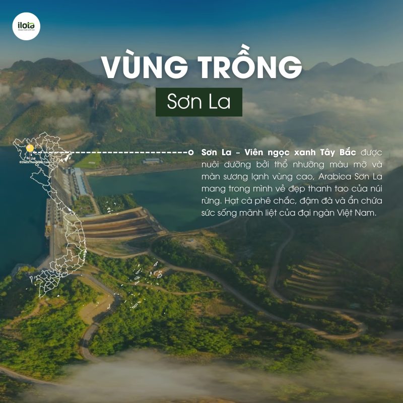 arabica-dac-san-viet-nam