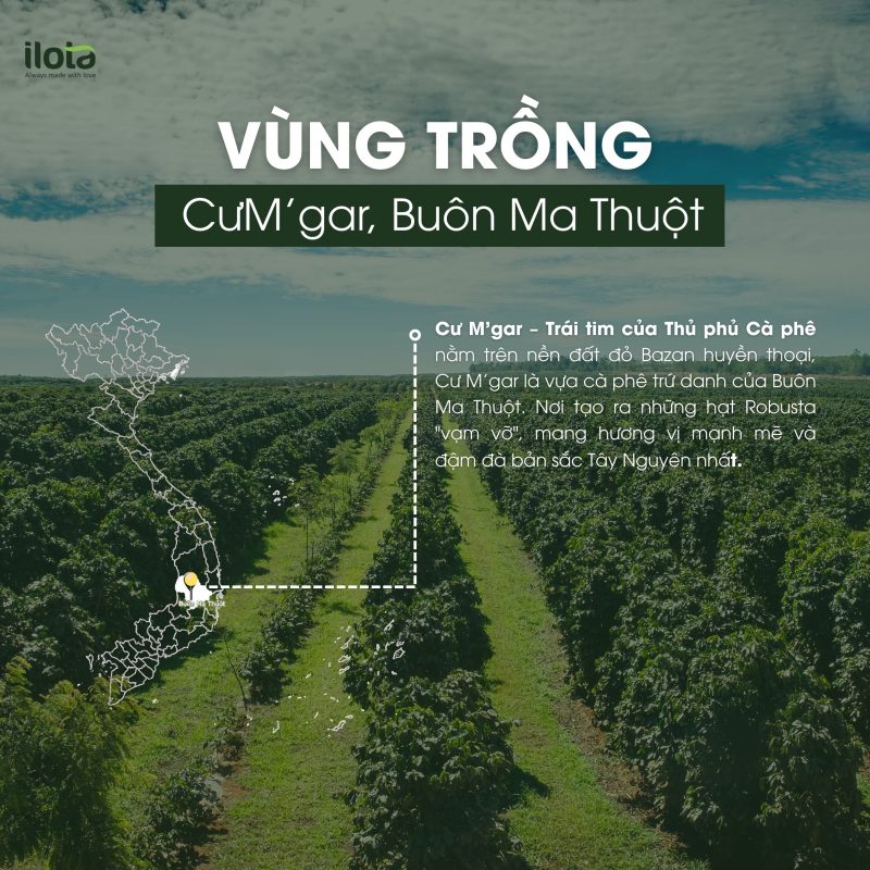 ca-phe-robusta