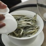 bach-tra-shan-tuyet-co-thu