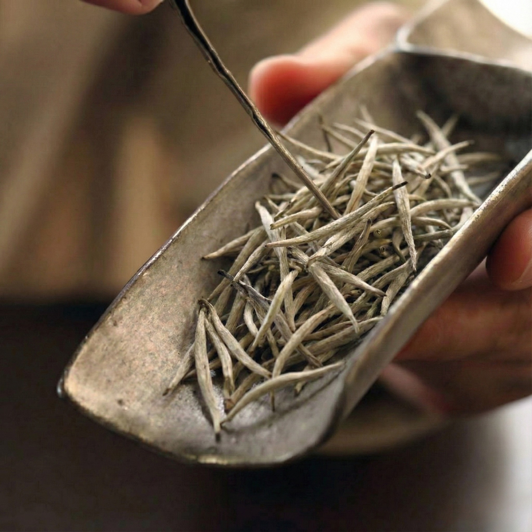 bach-tra-mau-don-shan-tuyet-co-thu