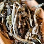 bach-tra-mau-don-shan-tuyet-co-thu