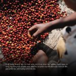 ca-phe-royal-blend-arabica-special