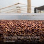 ca-phe-fine-robusta-honey