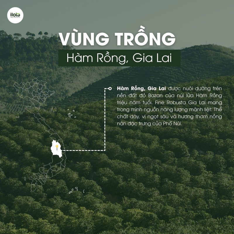 fine-robusta-dac-san