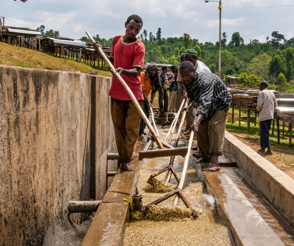 ca-phe-ethiopia-yirgacheffe