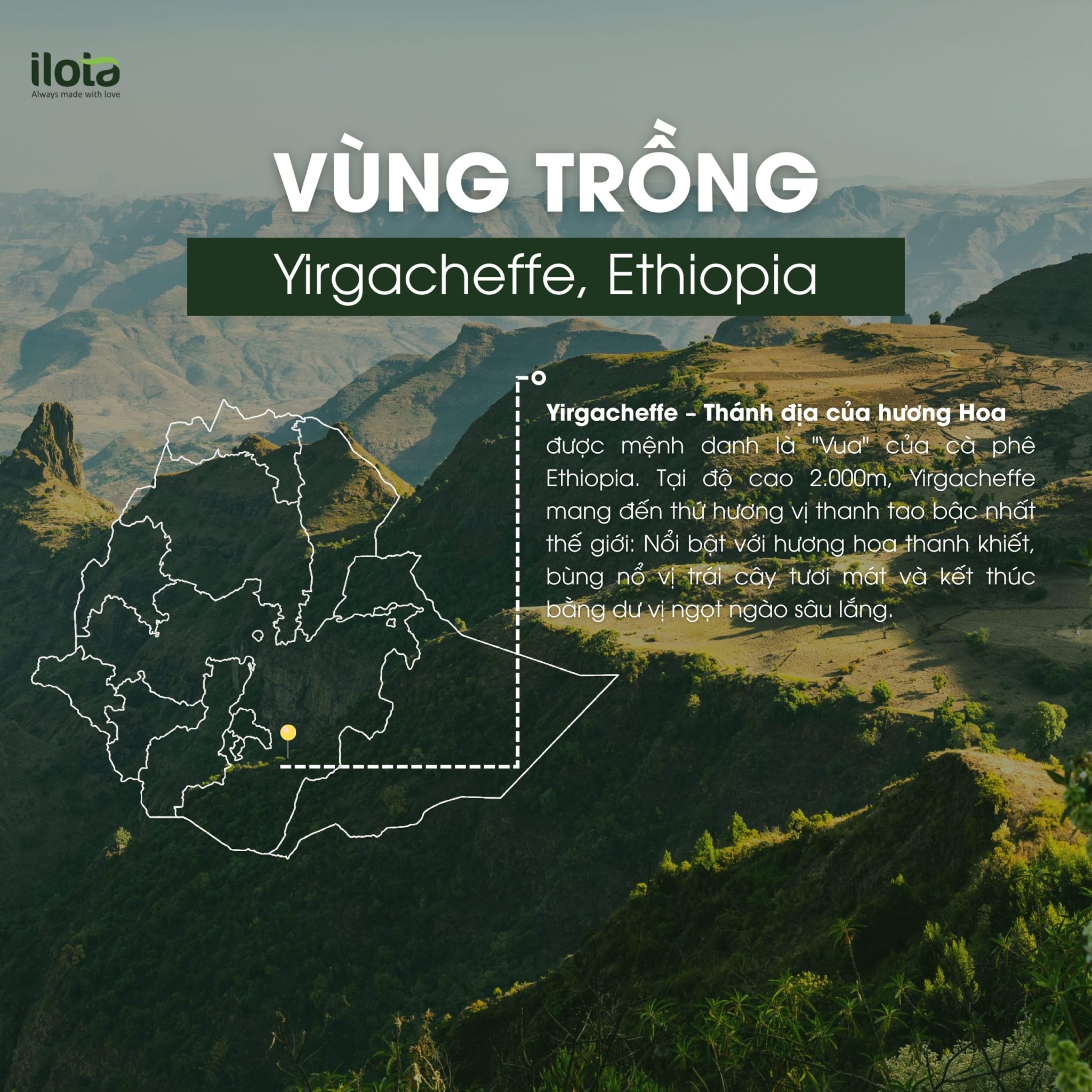 arabica-ethiopia-yirgacheffe