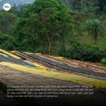ca-phe-ethiopia-yirgacheffe-kochere