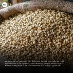 ca-phe-ethiopia-yirgacheffe-kochere