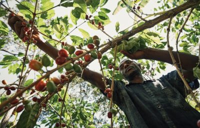 arabica-ethiopia-yirgacheffe
