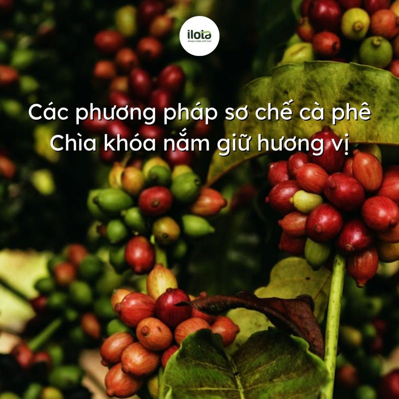 cac-phuong-phap-so-che-ca-phe