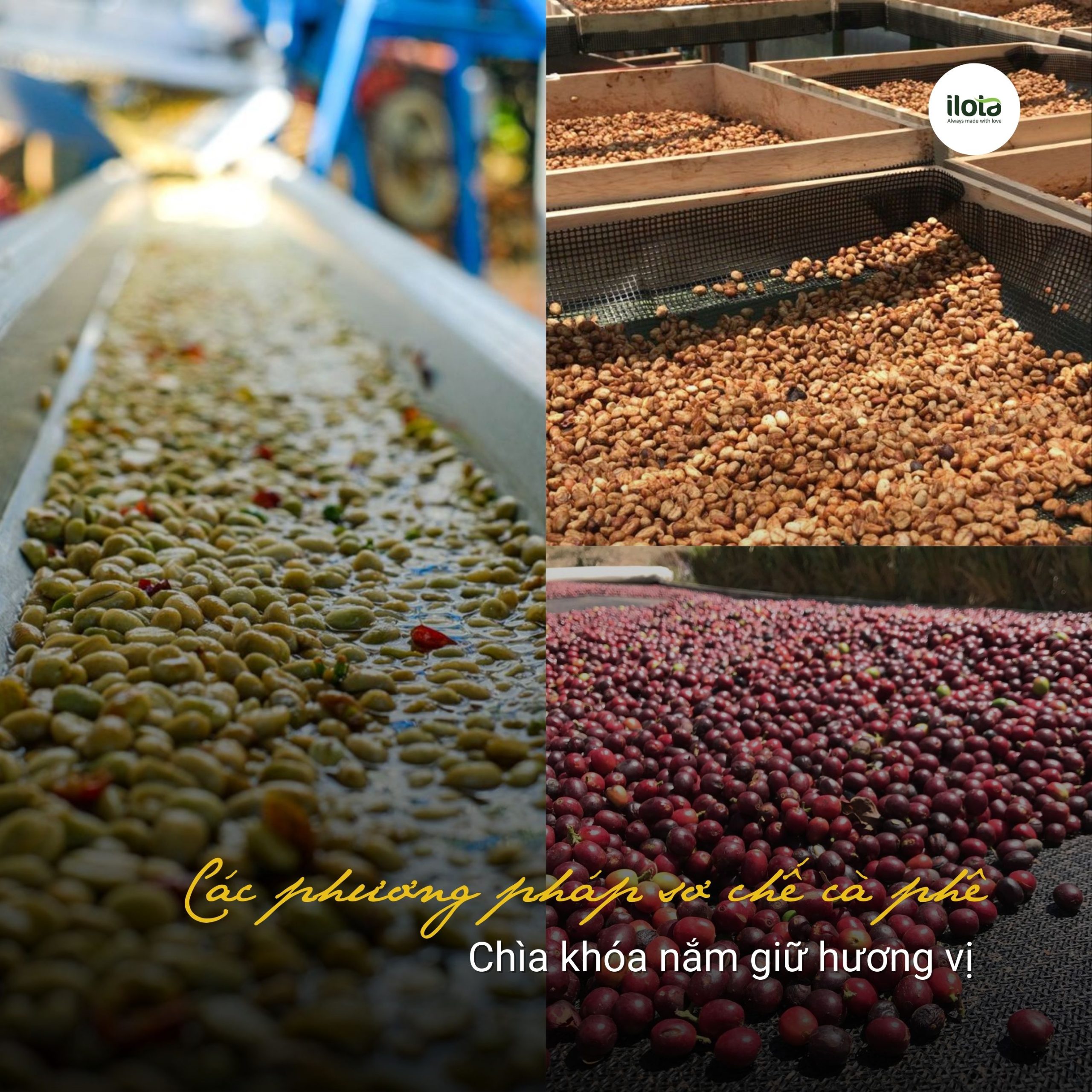 cac-phuong-phap-so-che-ca-phe