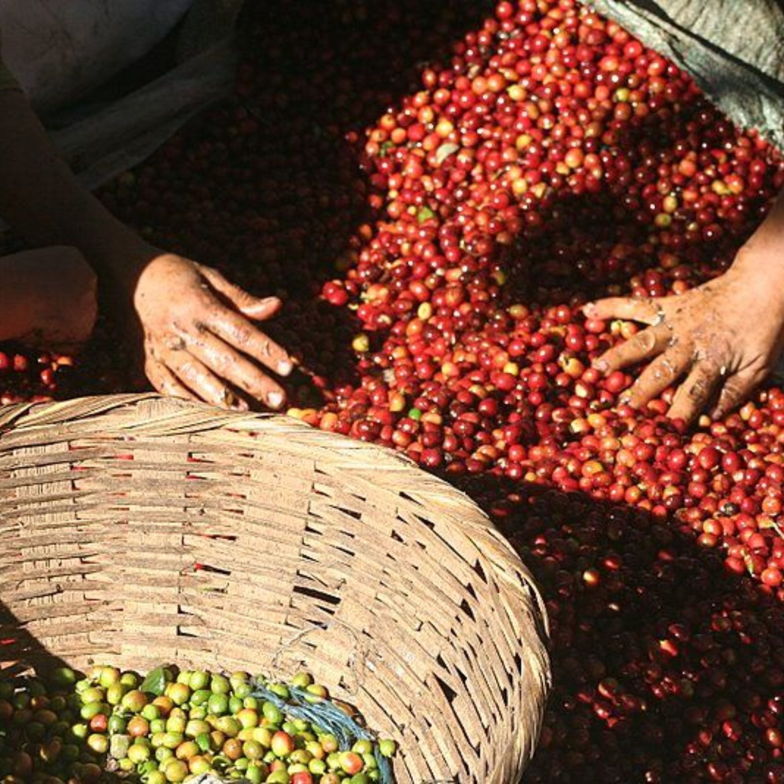 nhung-loi-co-ban-khi-pha-che-ca-phe