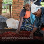 ca-phe-rwanda-nyamasheke