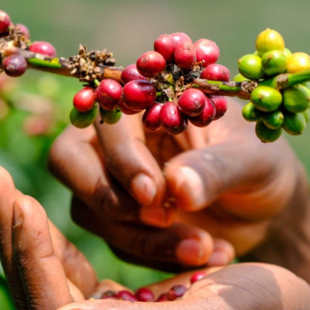 ca-phe-arabica-rwanda
