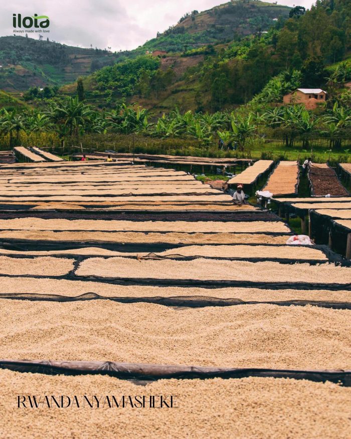 arabica-rwanda-nyamasheke