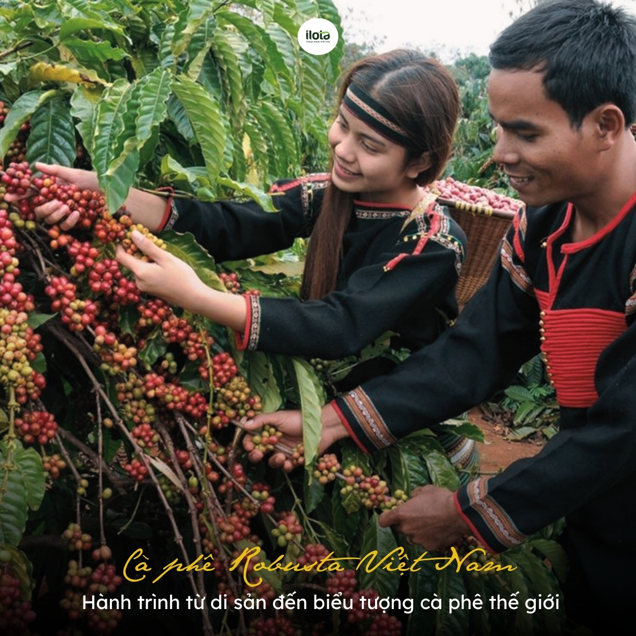 ca-phe-robusta-viet-nam-bieu-tuong-the-gioi