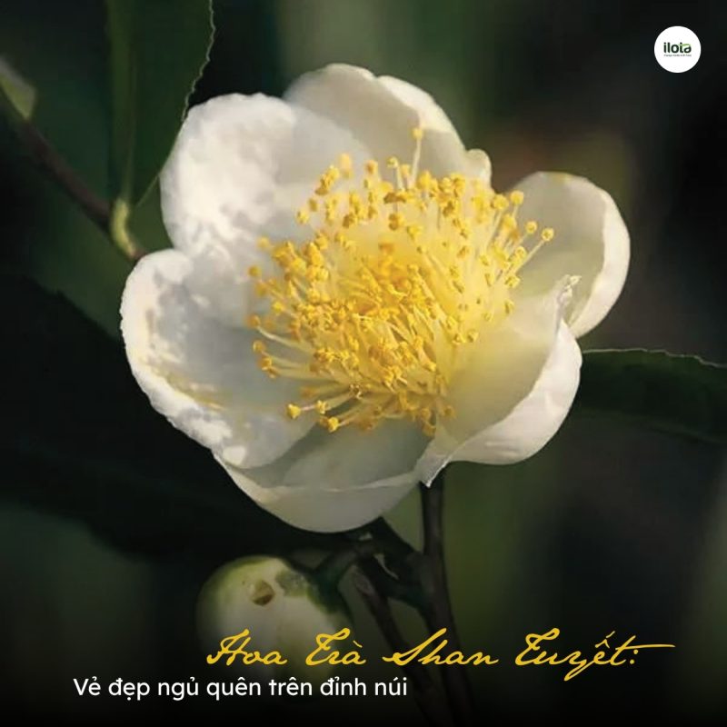 hoa-tra-shan-tuyet-ve-dep-ngu-quen-tren-dinh-nui