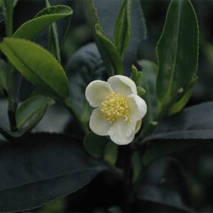 hoa-tra-shan-tuyet-ve-dep-ngu-quen-tren-dinh-nui