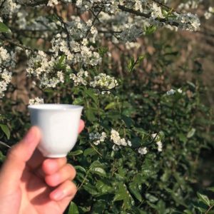 hoa-tra-shan-tuyet-ve-dep-ngu-quen-tren-dinh-nui