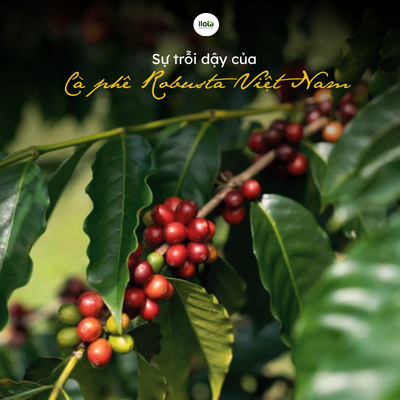 ca-phe-robusta-viet-nam-bieu-tuong-the-gioi