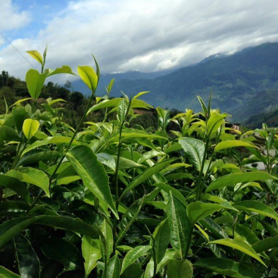 cay-tra-shan-tuyet
