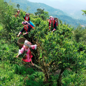 cay-tra-shan-tuyet