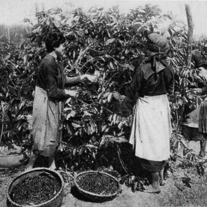 ca-phe-robusta-viet-nam