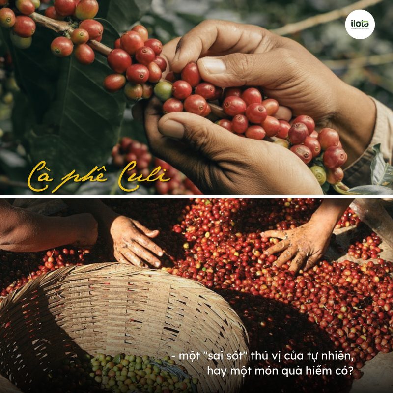ca-phe-culi-la-gi-loai-hat-ca-phe-dot-bien-hiem-co