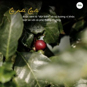 ca-phe-culi-la-gi-loai-hat-ca-phe-dot-bien-hiem-co