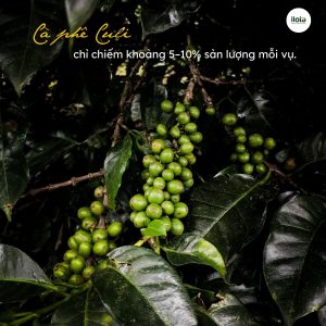 ca-phe-culi-la-gi-loai-hat-ca-phe-dot-bien-hiem-co