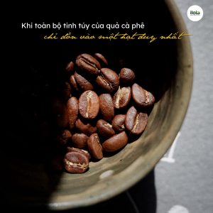 ca-phe-culi-la-gi-loai-hat-ca-phe-dot-bien-hiem-co
