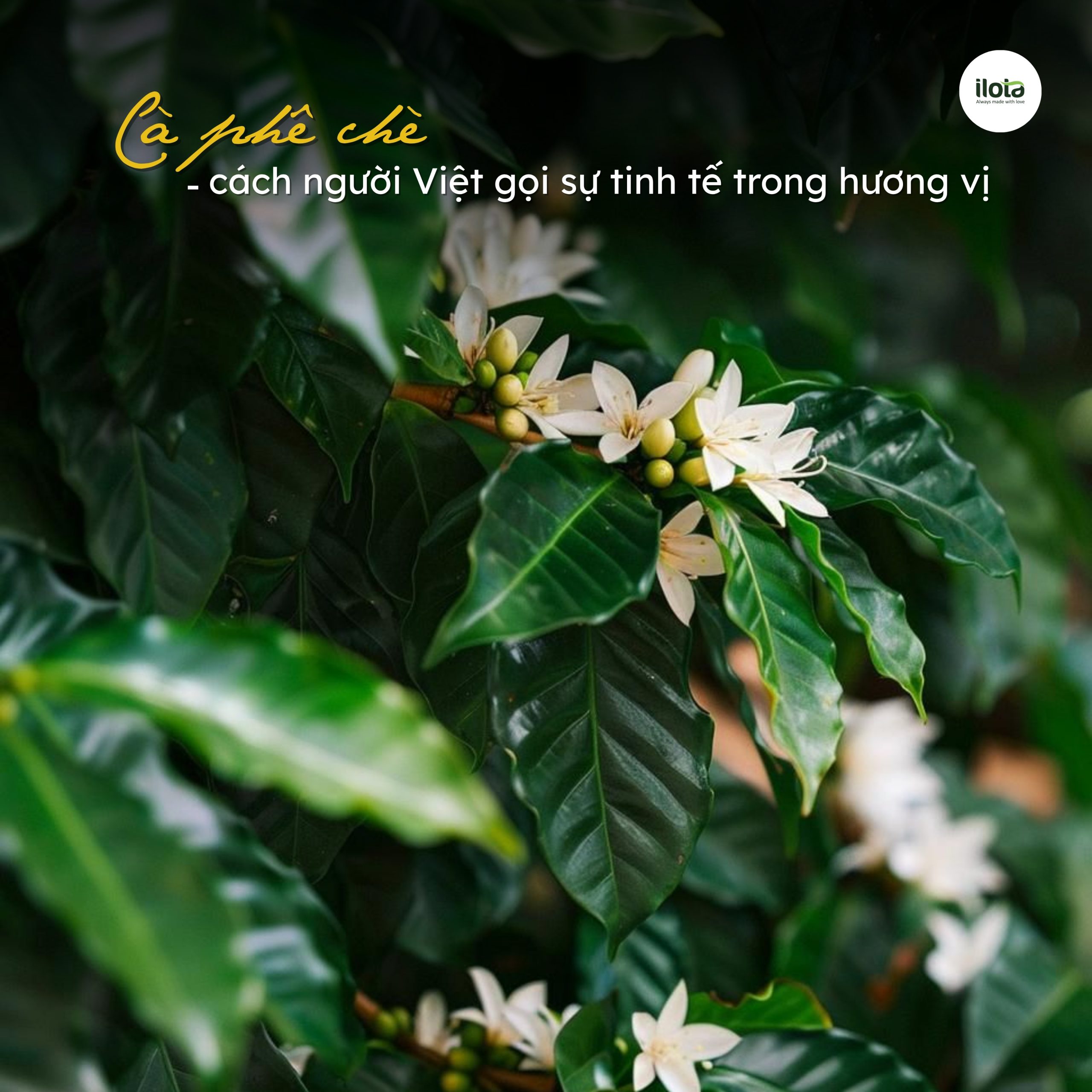 ca-phe-che-la-gi-tai-sao-arabica-la-ca-phe-che