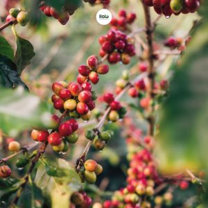 ca-phe-che-la-gi-tai-sao-arabica-la-ca-phe-che