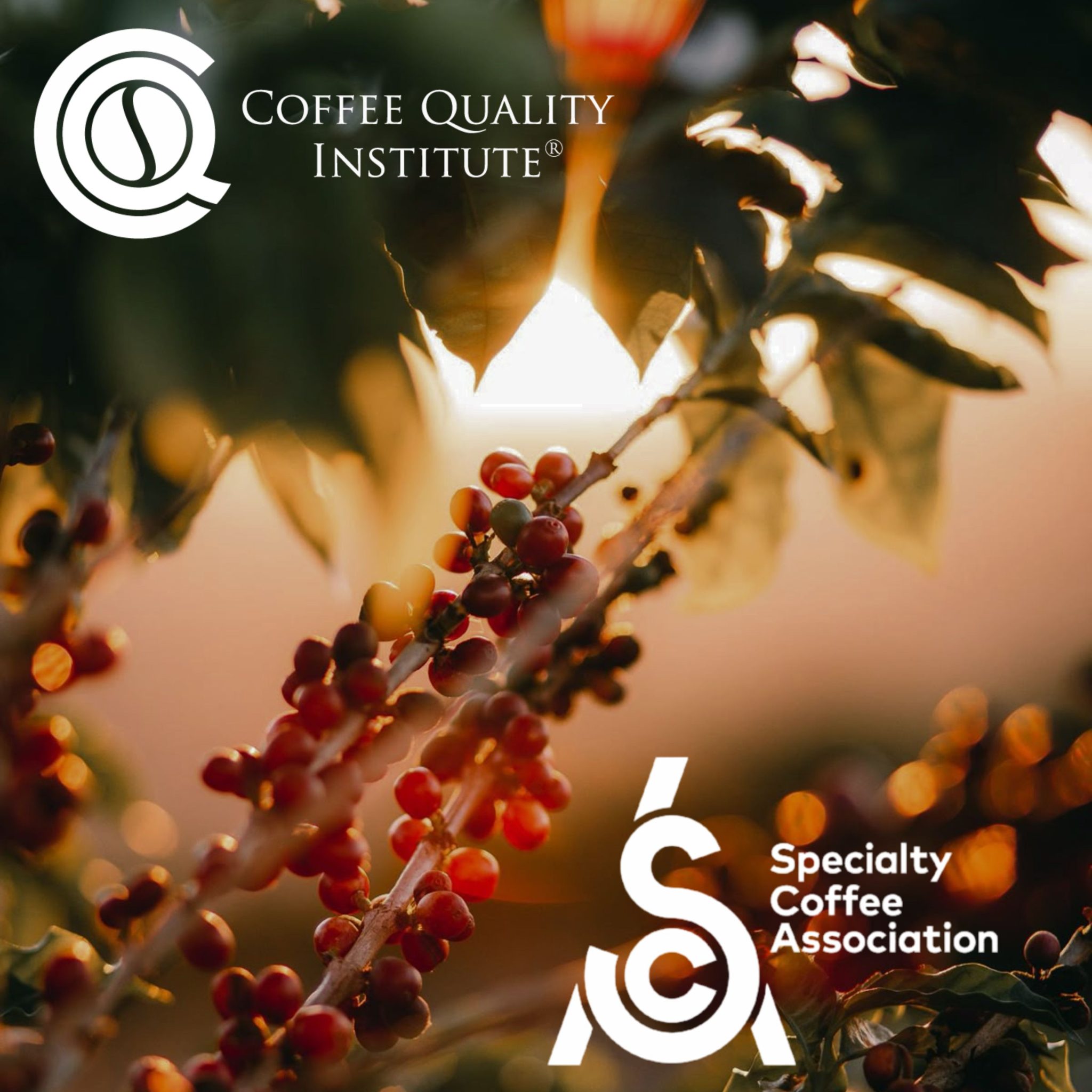 sca-va-cqi