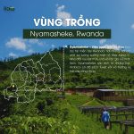 arabica-rwanda-nyamasheke