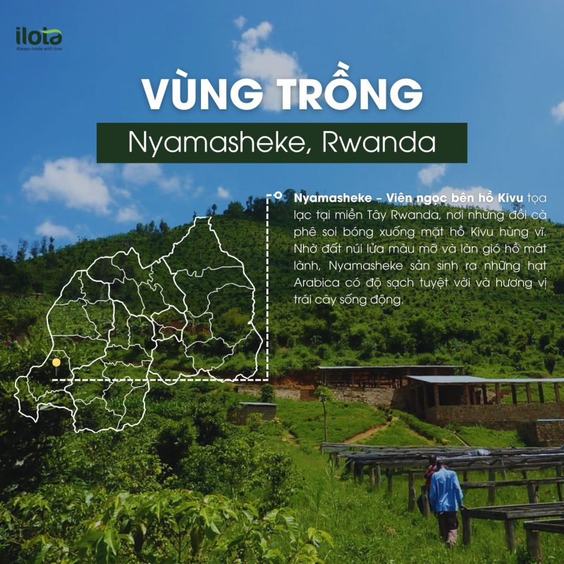 arabica-rwanda-nyamasheke
