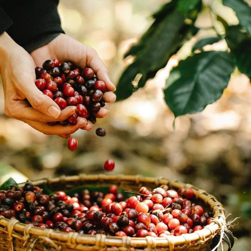 coffee-bean-belt