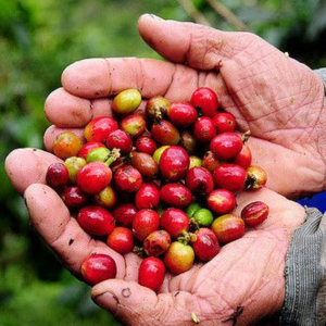 coffee-bean-belt