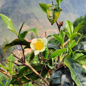 hoa-tra-shan-tuyet