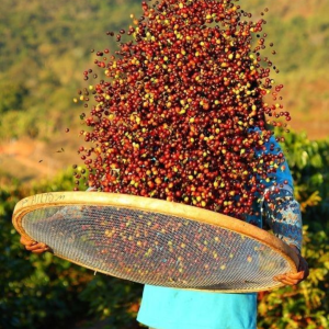 do-cao-anh-huong-den-ca-phe