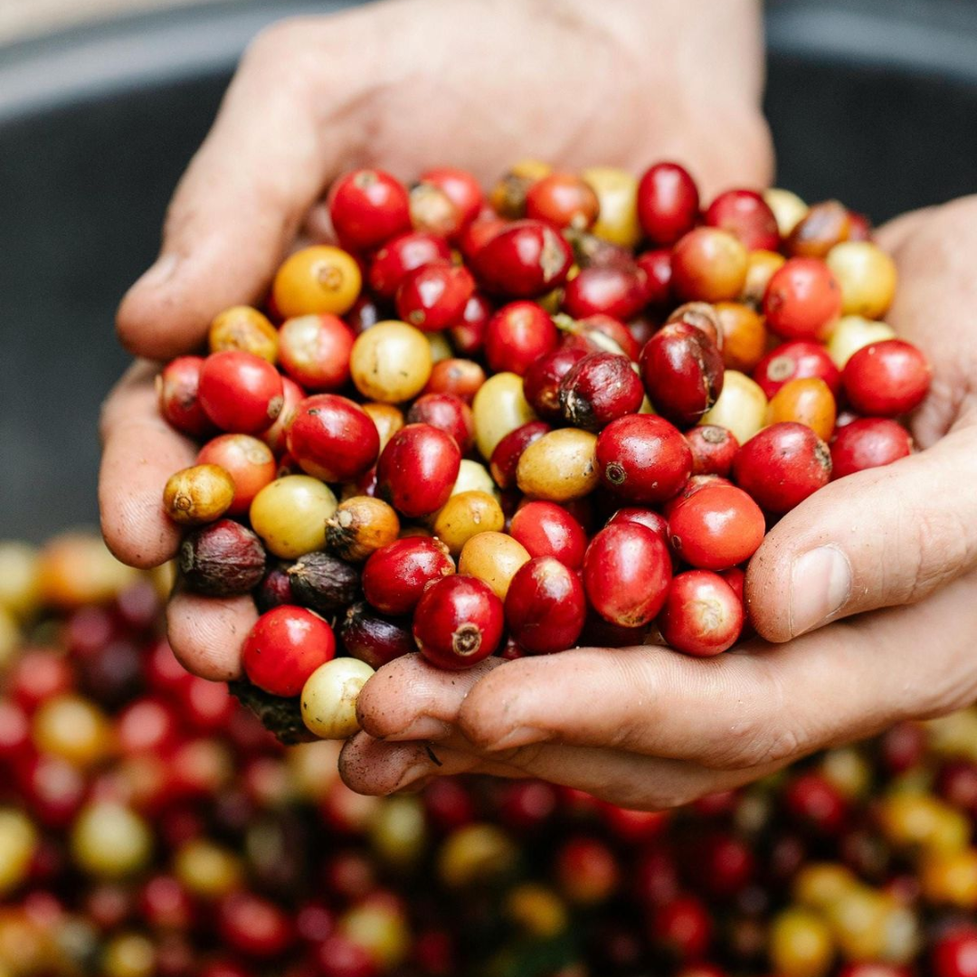 Arabica-Ethiopia-Yirgacheffe