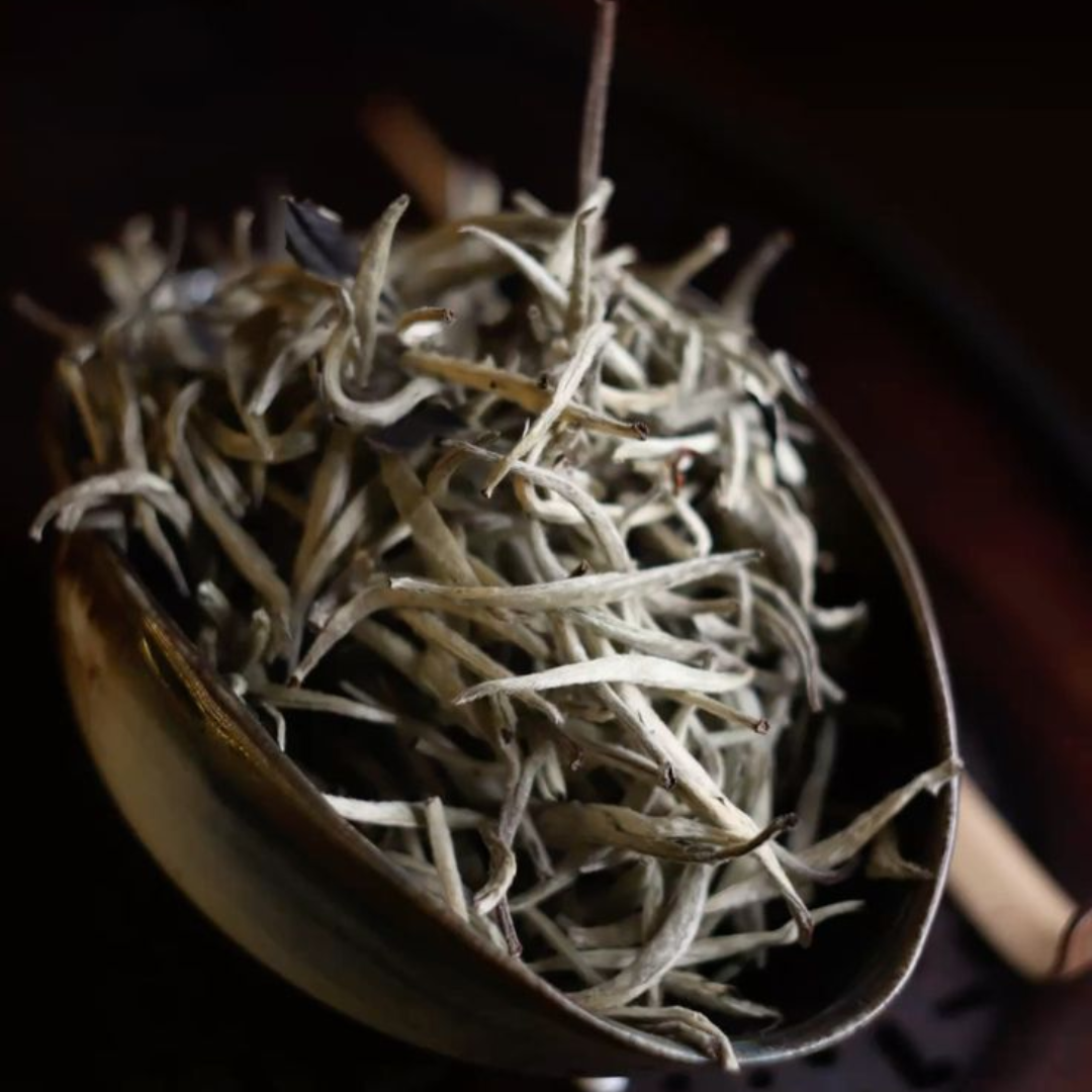 bach-tra-shan-tuyet-co-thu