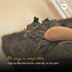 cach-bao-quan-tra-pho-nhi