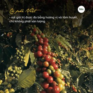 ca-phe-dac-san-viet-nam