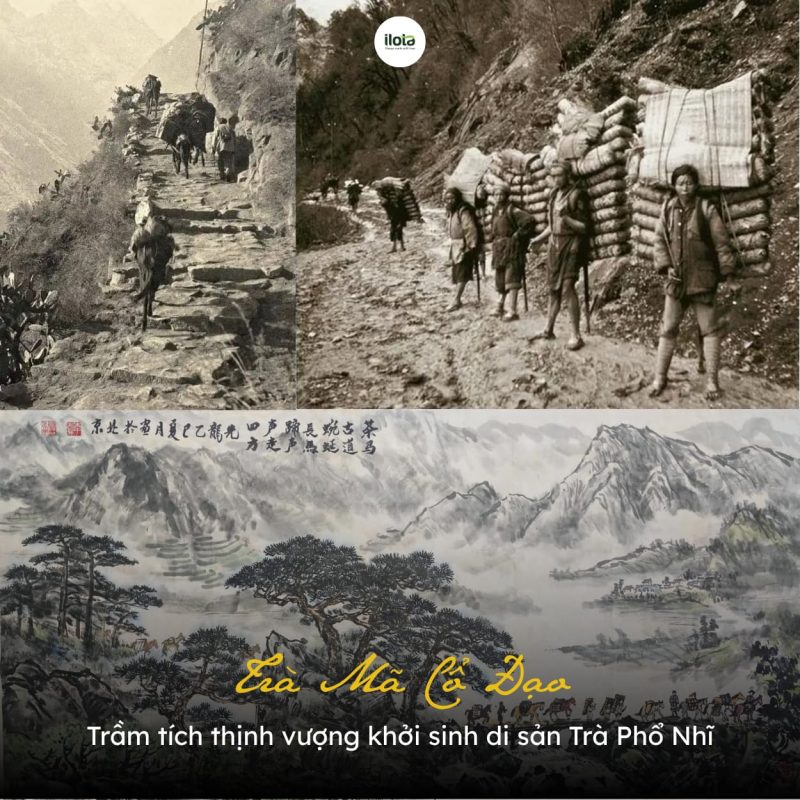 tra-ma-co-dao
